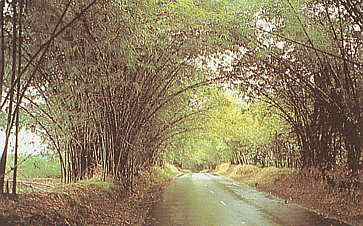 Bamboo Avenue