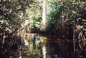Mangroven-Geflecht am Black River
