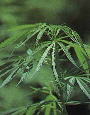 GANJA, die heilige Pflanze